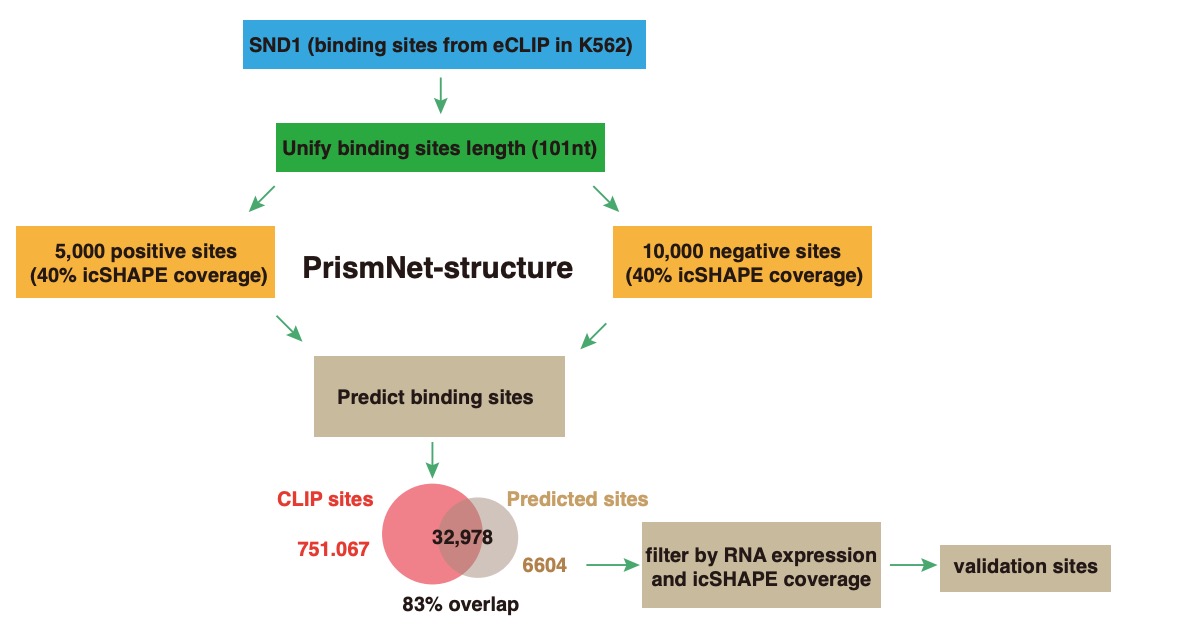 Evaluation of novel computational methods to identify RNA-binding protein footprints from structural data