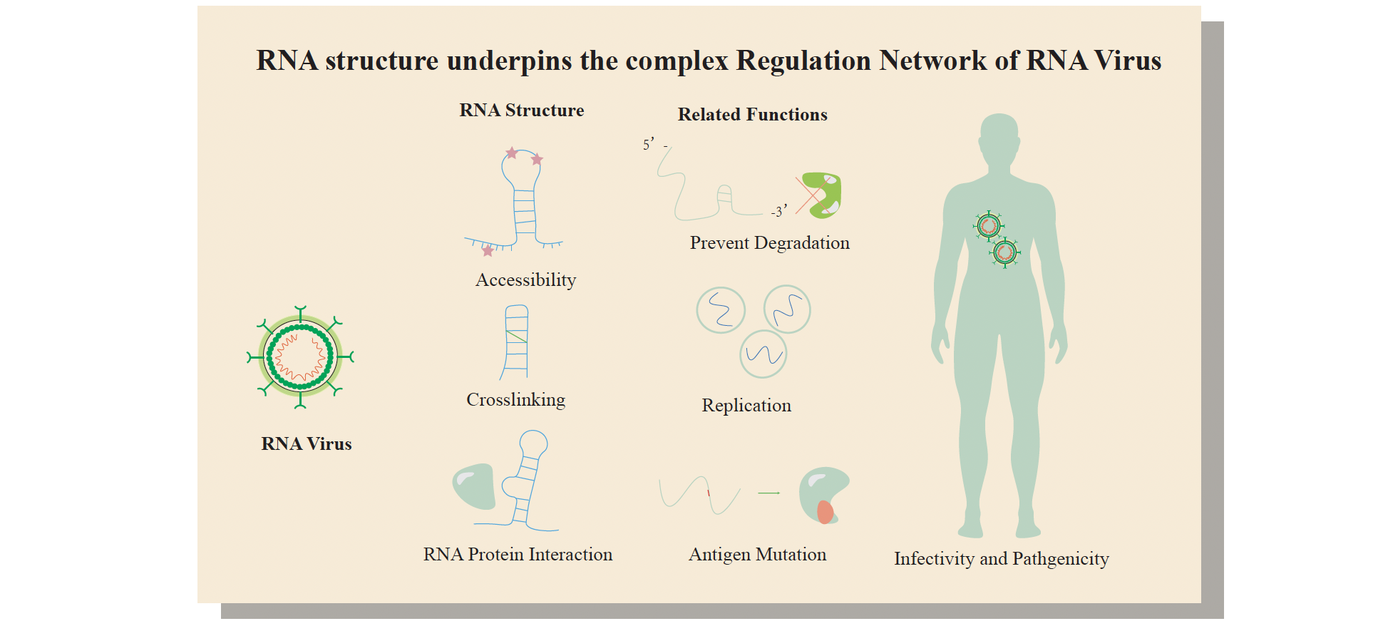 RNA structure: implications in viral infections and neurodegenerative diseases