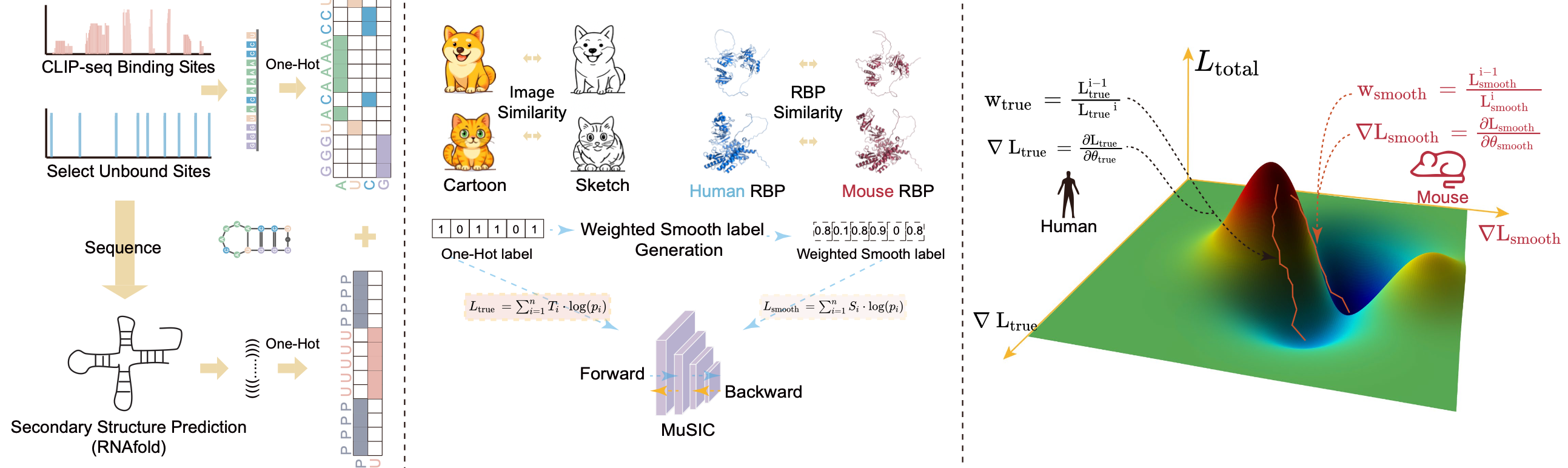 Augmented prediction of multi-species protein-RNA