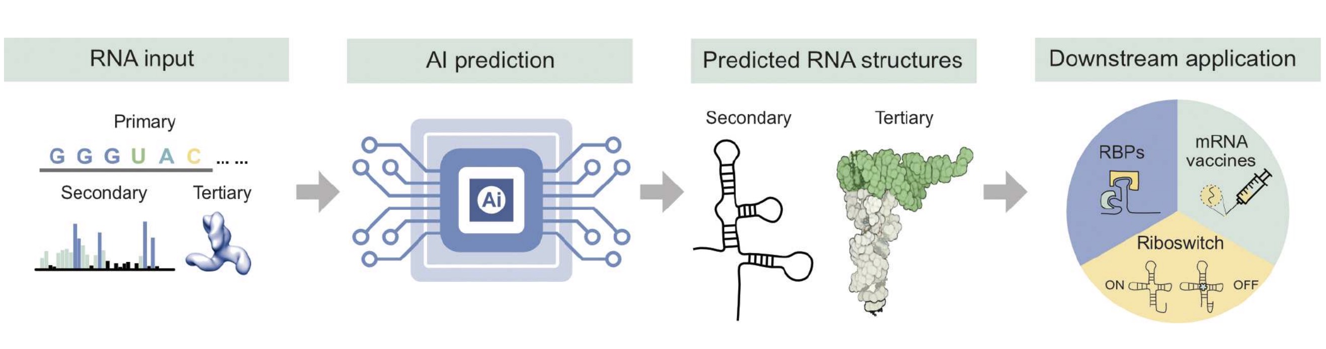 AI meets RNA: revolutionizing structure prediction